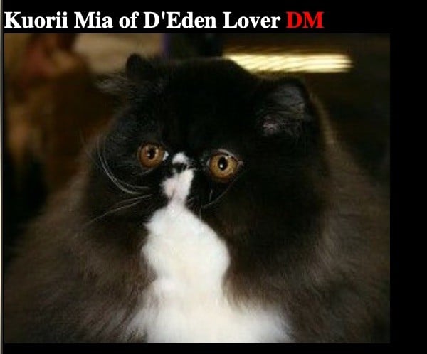 Exotic Shorthair - kuorii Mia of d'end lover