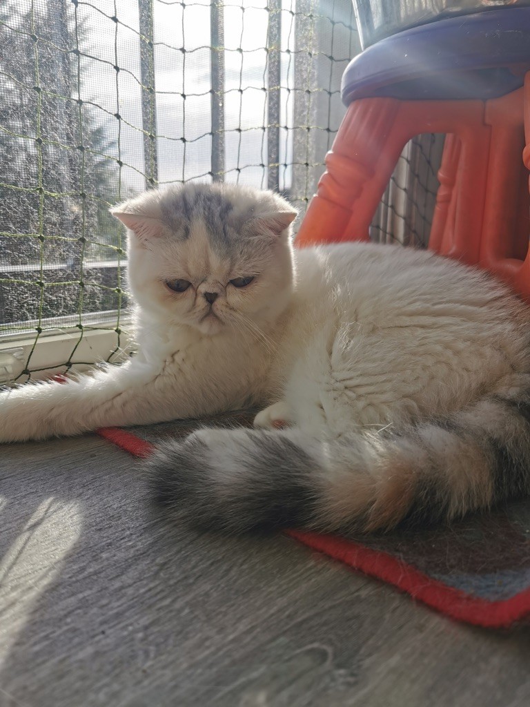 Les Exotic Shorthair de l'affixe Nengona's