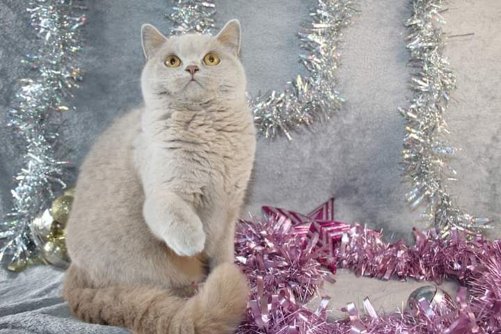 British Shorthair et Longhair - Galaxia great eli