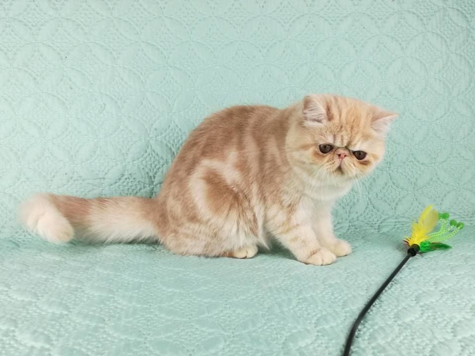 Exotic Shorthair - slavuta's Lily-like