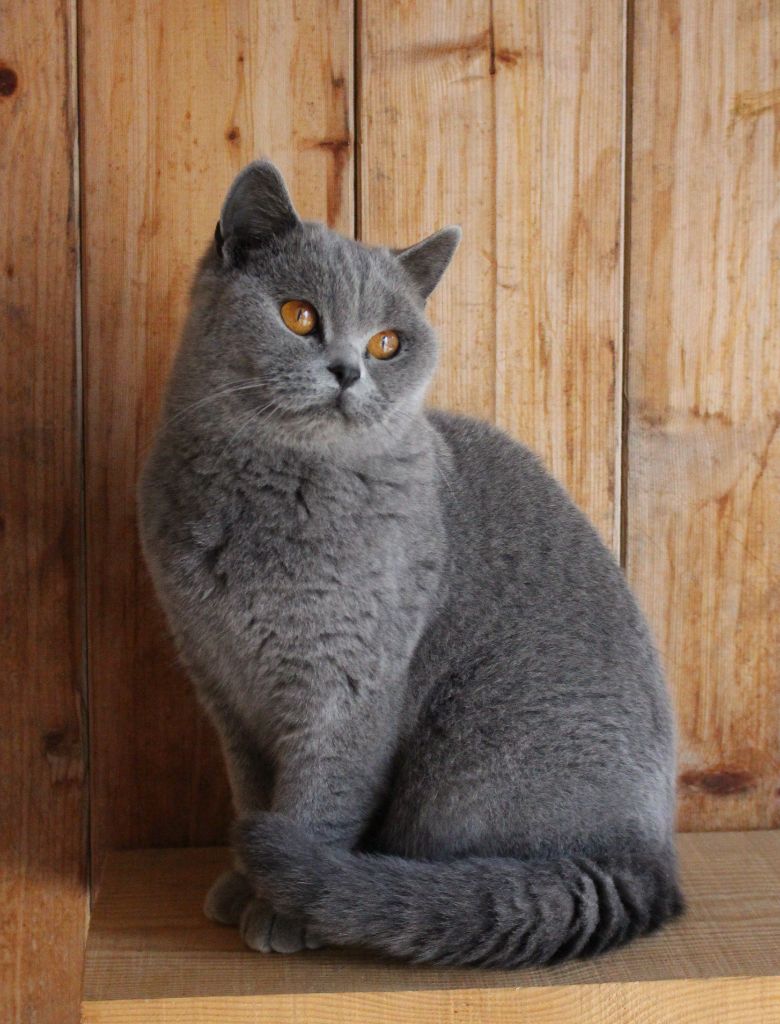 British Shorthair et Longhair - Mdg Salome