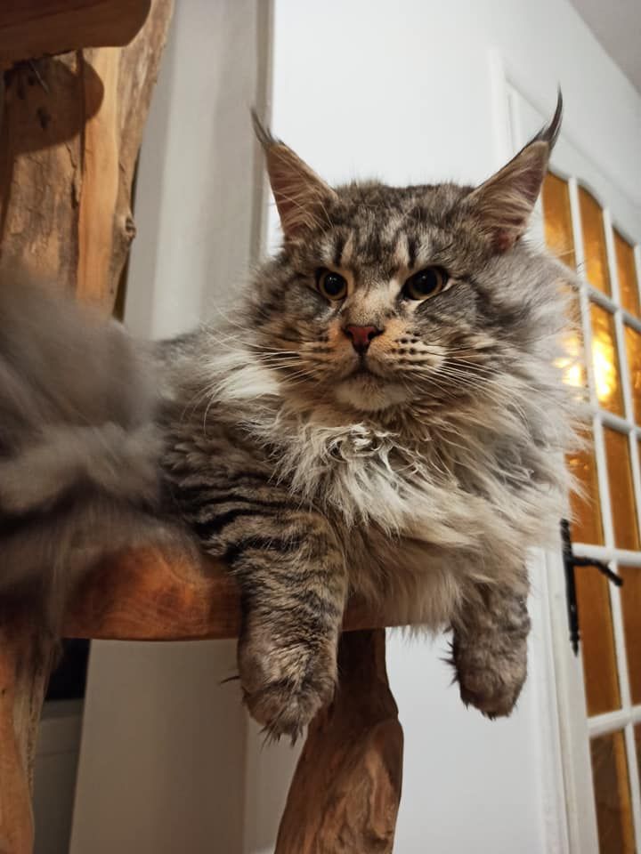 Maine Coon - Oberon of talina city