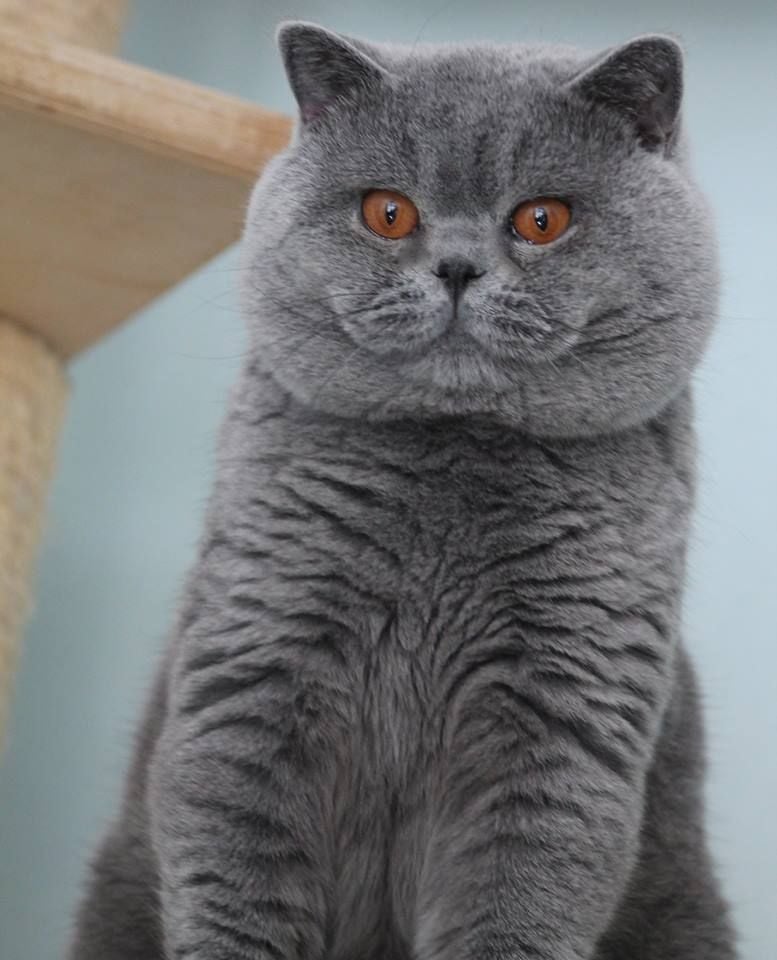 British Shorthair et Longhair - George vom wernerwald