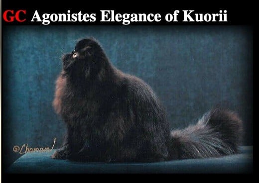 Exotic Shorthair - CH. agonistes Elegance of kuorii