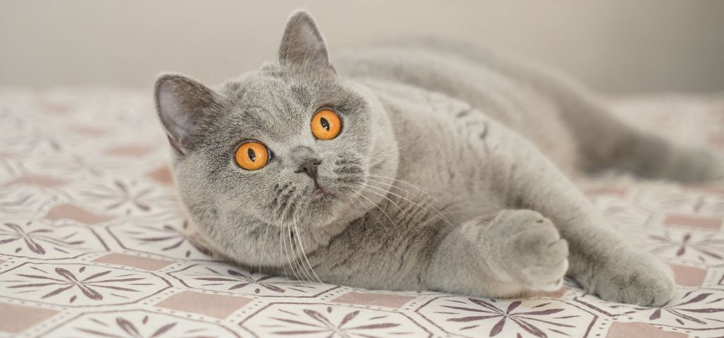 British Shorthair et Longhair - Bruni of great fate