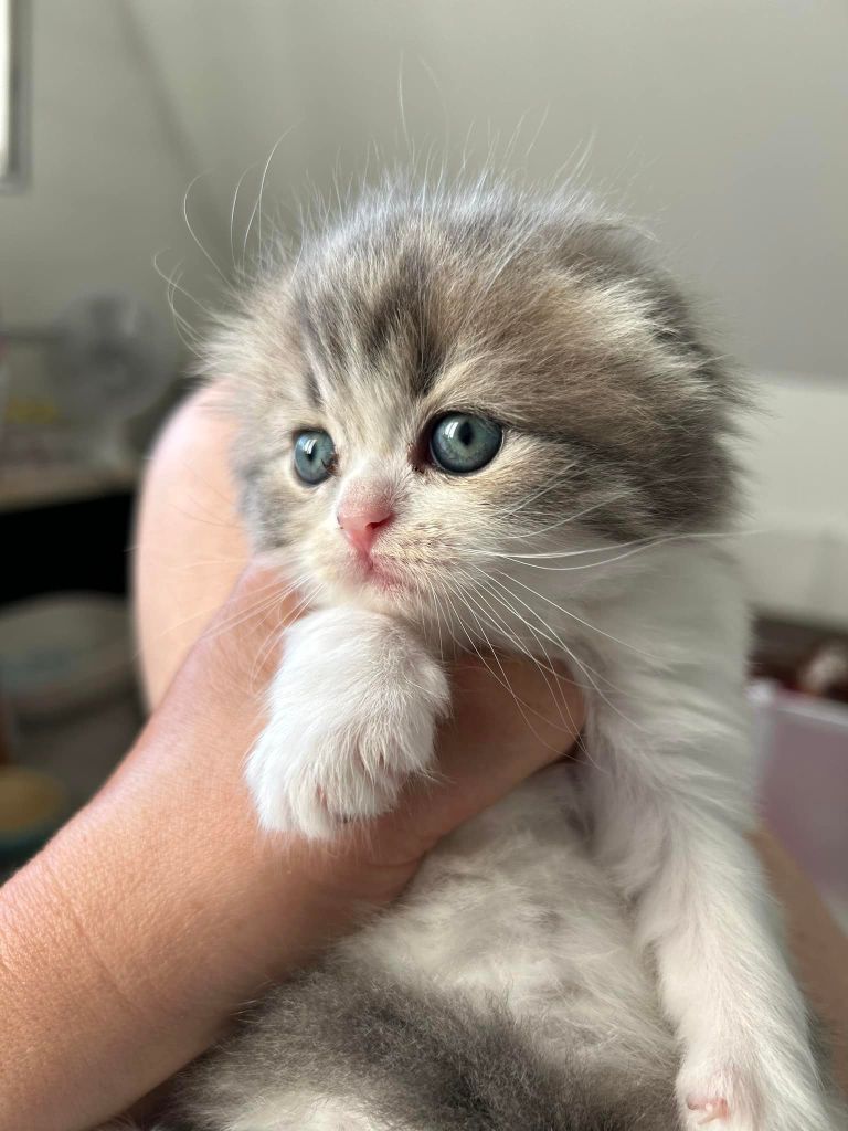 Les Scottish Fold de l'affixe Scottsborough's 