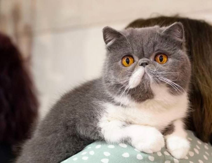 Exotic Shorthair - CH. exothelli Regina