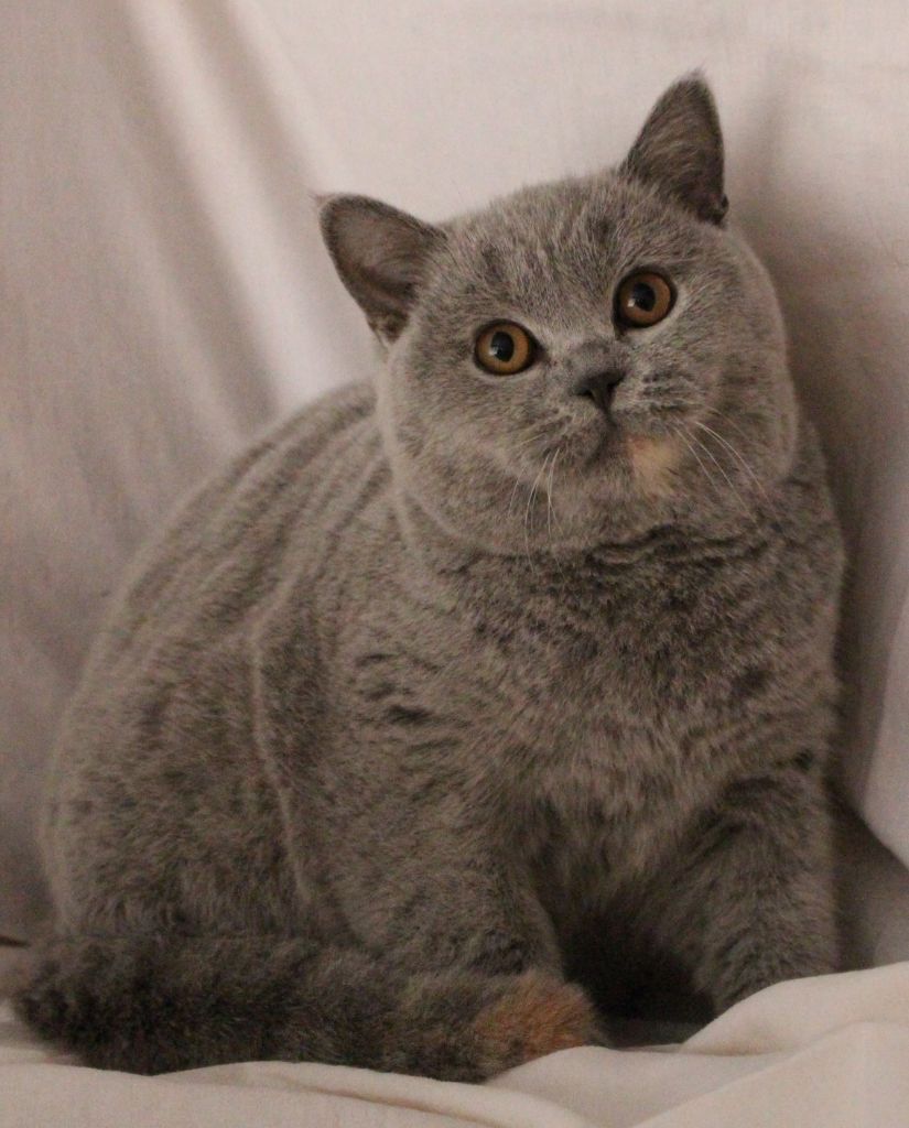 British Shorthair et Longhair - Thais De Shamaran