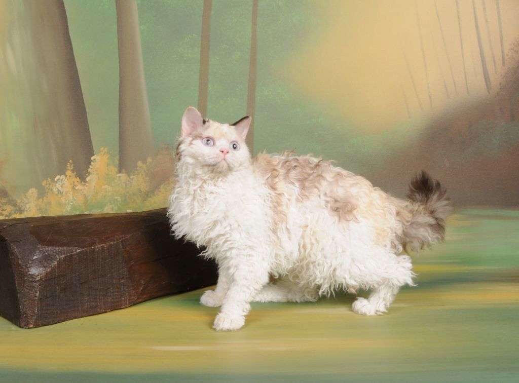 Selkirk Rex poil court et poil long - CH. Sarabande des Furoles d'Ajol