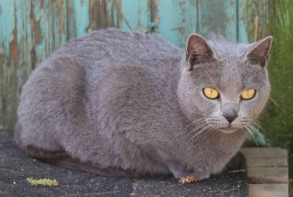 Chartreux - Lou de Croque Titi