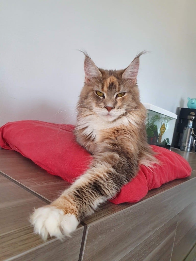 Maine Coon - Osmose Des Bos Zamours