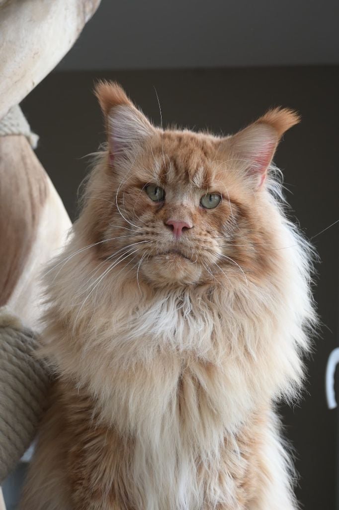 Maine Coon - Krow rainbow heart