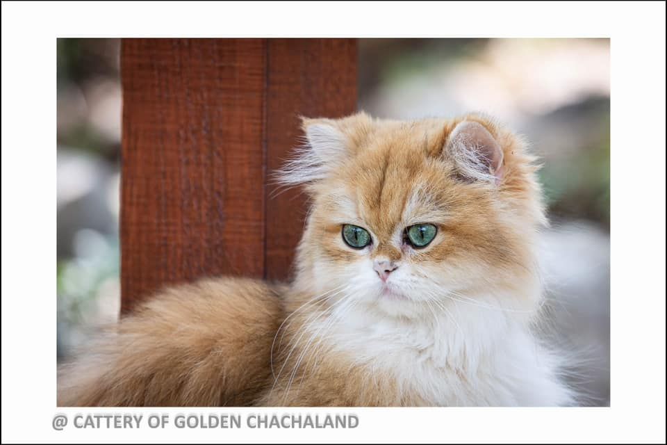 British Shorthair et Longhair - golden horde Pocahontas (aka galatha)