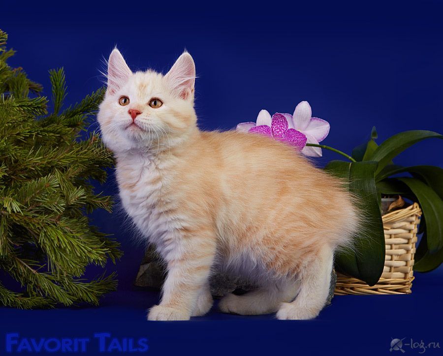 Kurilian Bobtail poil court et poil long - Irbis favorit tails