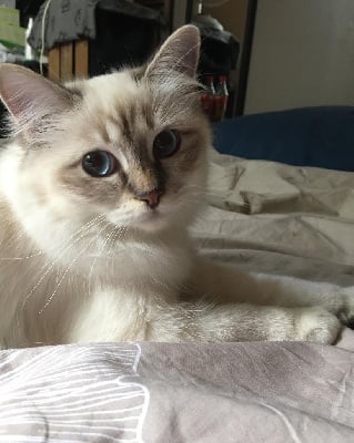 Scarlette Du Naturel Birman