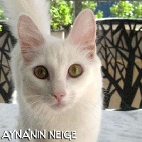 CH. ayna'nin Neige