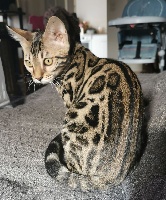 Riley blue De Tiffany's Bengal