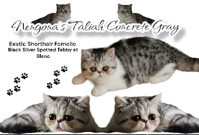 Nengona's Taliah concrete gray