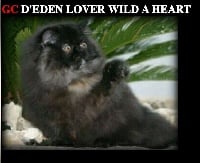 CH. d'eden lover Wild a heart