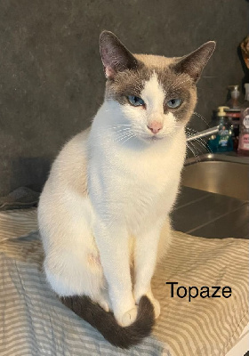 CH. Topaze cat of sib