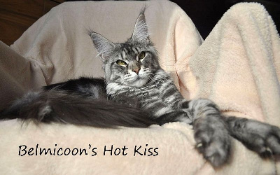 belmicoon's Hot kiss