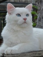 CH. snowy paws Cousteau