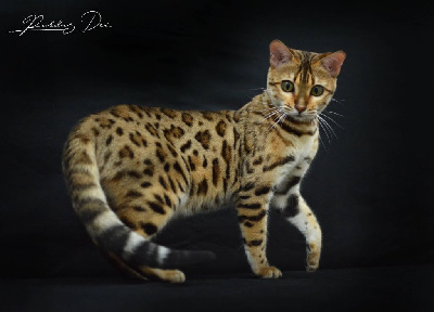 maplebengal Claire de lune