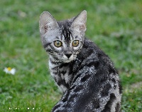 Misty Bengals Princie diamond