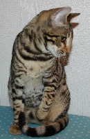 CH. calcatta ZOE of Divine Idylle