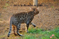 junglewhisper Sonny of du royaume de st bel