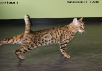 canasiancats Shelsha of kawalik