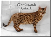 Galaxie De Radjahs Bengal