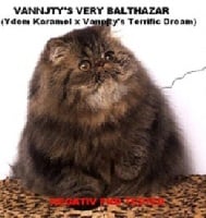 vannjty's Veritable balthazar