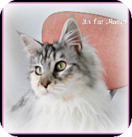 Gajrah de la Cat Mania