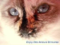 CH. Enjoy des Amours Birmanes