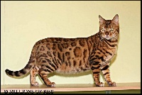 CH. bengal gold Catalina