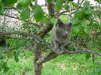 Frégate chat naturel de belle ile