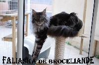 CH. Faliaska de broceliande