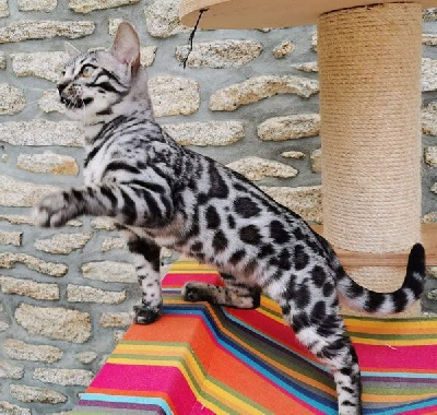 Swim De Tiffany's Bengal