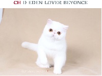 CH. d'eden lover N'beyonce