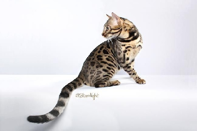 CH. bengalislandcats Obsidian oasis