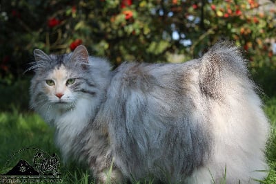 CH. Nerea Des Kurils De L'Ouest