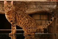 Gary cooper Bali Bengal