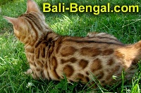 Sinatra Bali Bengal