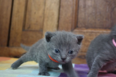 des Bords de Lys - Chaton disponible  - Chartreux