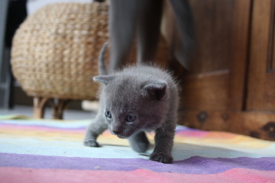 des Bords de Lys - Chaton disponible  - Chartreux