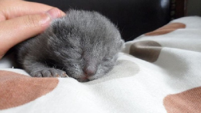 des Bords de Lys - Chaton disponible  - Chartreux