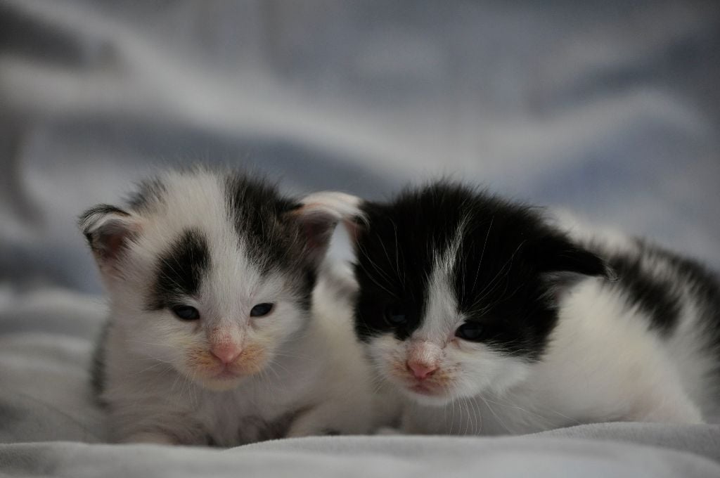 devil inside's - adorables chatons Maine Coon Loof à réserver