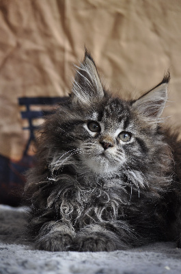 devil inside's - Chaton disponible  - Maine Coon