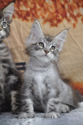 devil inside's - Chaton disponible  - Maine Coon